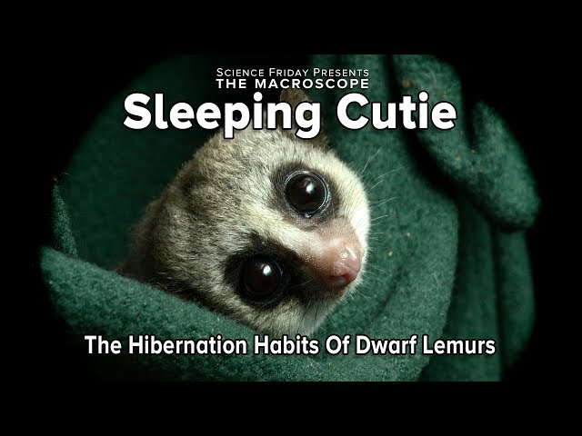 Sleeping Cutie: The Hibernation Habits of Dwarf Lemurs