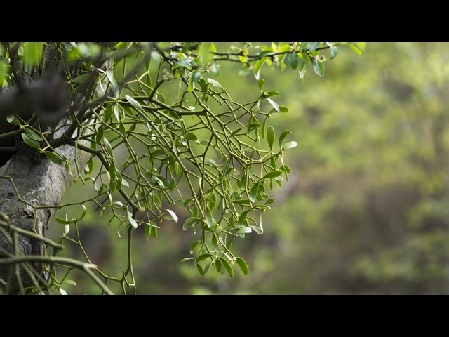 Mistletoe (Viscus album) | Natural History Museum