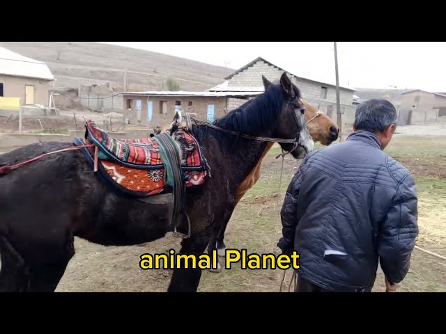 Neues Video über das Leben der Pferde 2024 #5