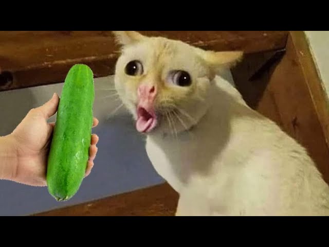 Try Not To Laugh 🤣 Funniest Cats and Dogs 2023 😹🐶 Part 5
