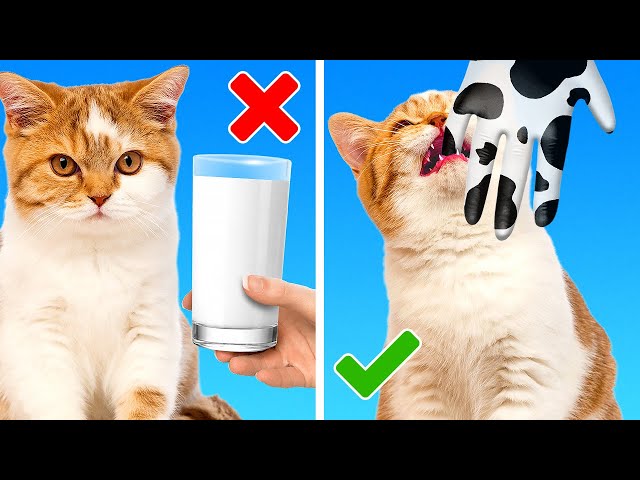 My Cat Is So Naughty! Creative Hacks For Pet Owners By A PLUS SCHOOL