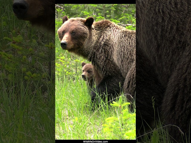 Grizzly Mum Out with Triplet Spring Cubs