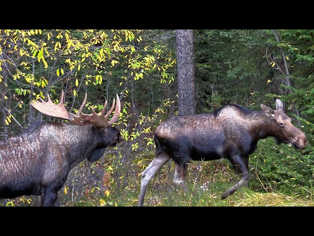 Big Bull Moose pursuing Cow with Calf and an Extra Arrival during the Moose Rut