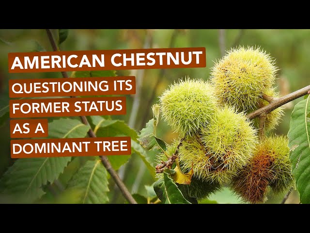 American Chestnut — Questioning Its Former Status As A Dominant Tree