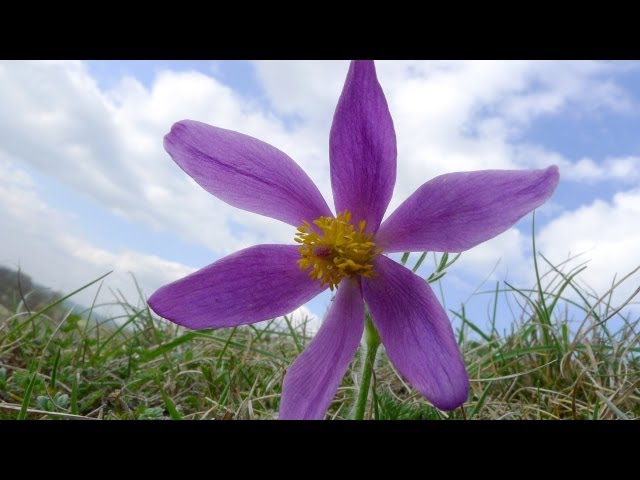 The Pasque flower - an Easter rarity | Natural History Museum