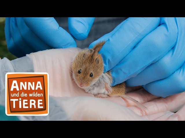 Wer lässt die Maus raus? | Reportage für Kinder | Anna und die wilden Tiere