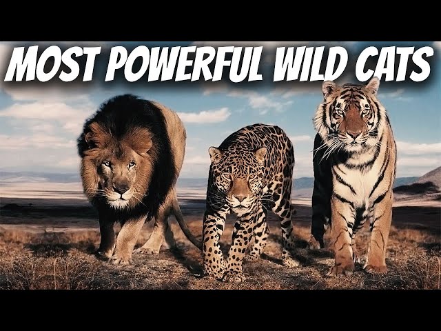 TOP 10 Most Powerful Wild Cats in The World