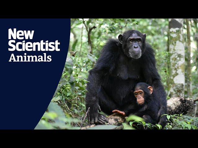 Chimpanzee mothers play with their kids, even when times are tough