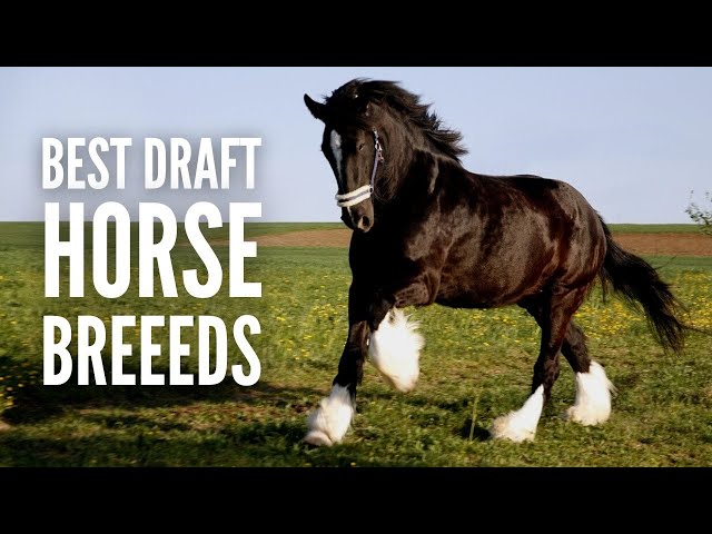 The 15 Best Work & Draft Horse Breeds