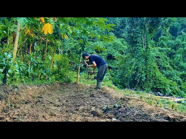 Full video : 15 days back to restore the old farm, Cut the plow, till the land, build more barns