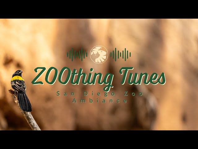 Soothing Bird Sounds to Relax/Study To | San Diego Zoo ZOOthing Tunes Nature Sounds