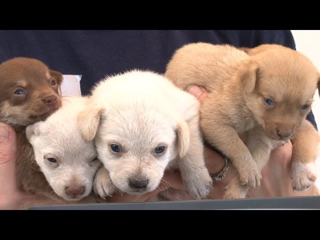 More Than 90 Animals Rescued from Arkansas