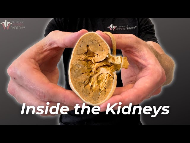How Your Kidneys Filter GALLONS of Blood