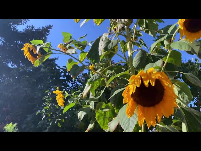 Das Kraftfuttermischwerk - Diese Sonnenblume, Alter! (feat. Josi und Darius)