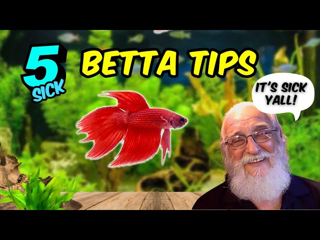 The Shocking Truth about Betta Care You Don't Want to Hear.