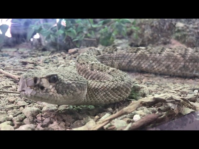 MCC RedMT: AZ Native Rattlesnakes with Credits
