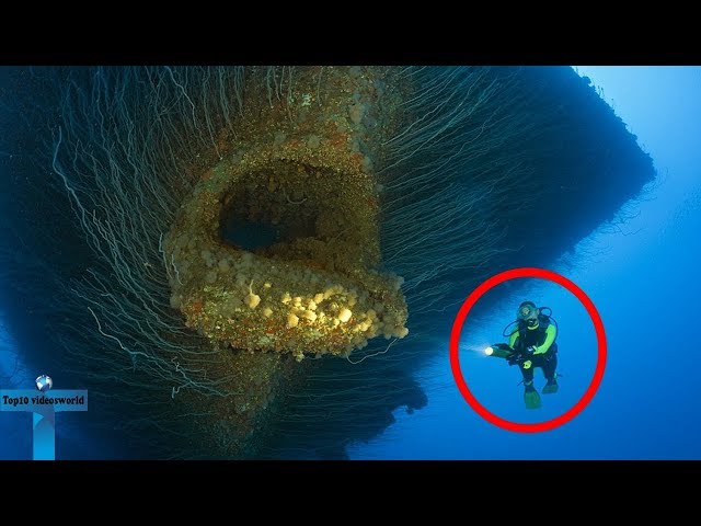Top 10 Deep Sea Creatures Faced By Divers