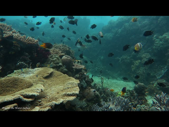 "The Beauty Of Coral Reef" [In 4K/Ultra HD]