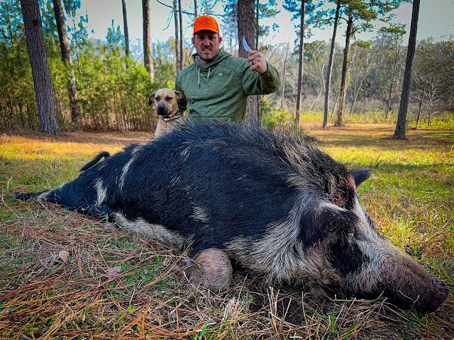 BACON from a Giant Wild RazorBack! {Catch Clean Cook} This Hog was MASSIVE!