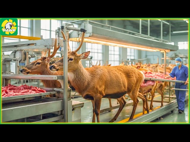 🦌 How Farmers Make 80 Million USD From Raising Deer | Processing Factory