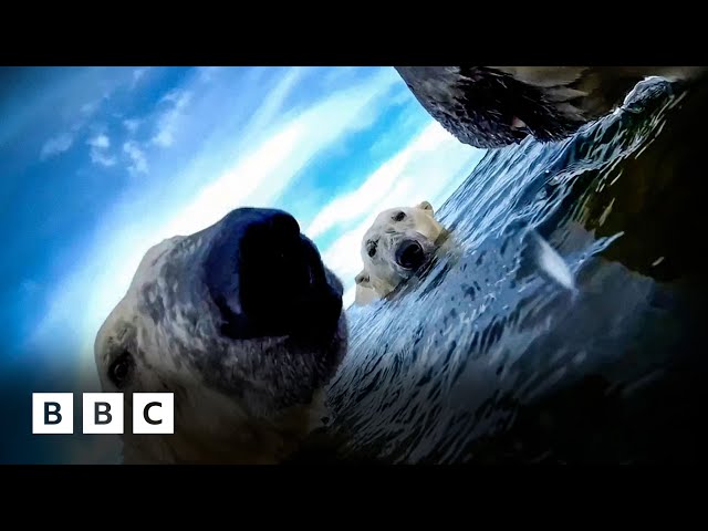 Rare footage shows life through the eyes of polar bears | BBC Global