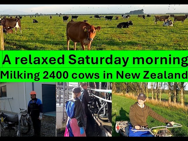 Dairy farming New Zealand Milking 2400 cows in Canterbury