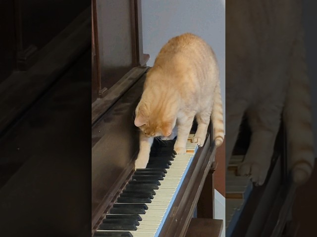 Chucky Plays the #Piano #cat #kitten