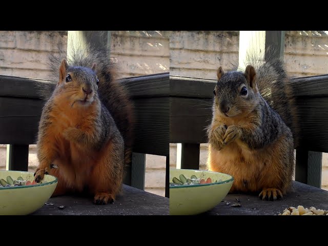 Squirrels Playing and Stealing Nuts Together - Lil' Missy and Junior
