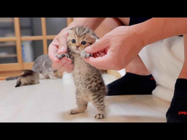 Here is a kitten's cute butt pretending dance.