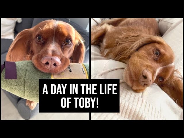 A Day in the Life of Toby! | 5 Minutes of Calm... | xameliax