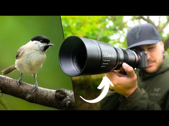 The CHEAPEST 500mm Lens for WILDLIFE - How Good Can it be?