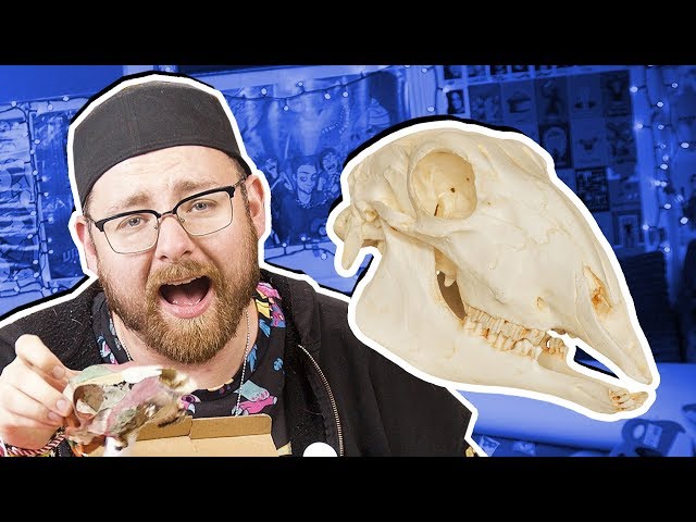 Who Sent Me A Skull?! Artwork & Oddities 3 (Mail Vlog)