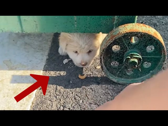 Hiding under the trash can, the puppy trembled and cried because of cold and hunger