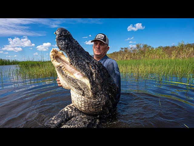 This Alligator was MASSIVE!!! {Catch Clean Cook} Asian Alligator Bites With Sticky Sesame Sauce