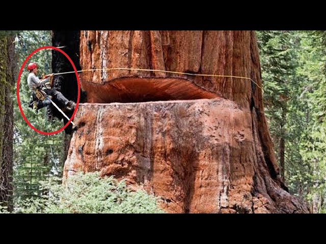 Dangerous Felling 500-year-old Tree Huge Chainsaw Machines, Fastest Cutting Down Big Tree Working