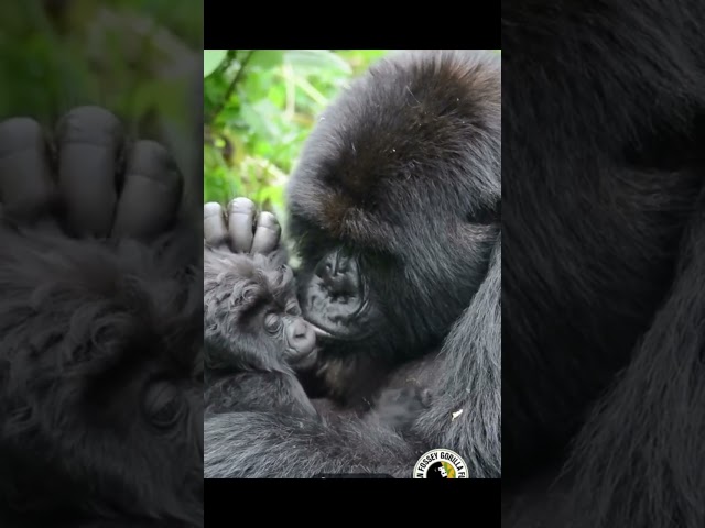 Save Gorilla of Dian Fossey❤