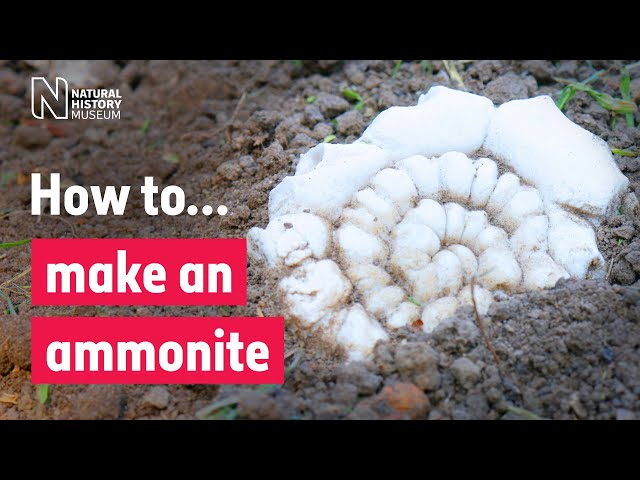 How to make an ammonite. An easy and fun salt dough activity | Natural History Museum