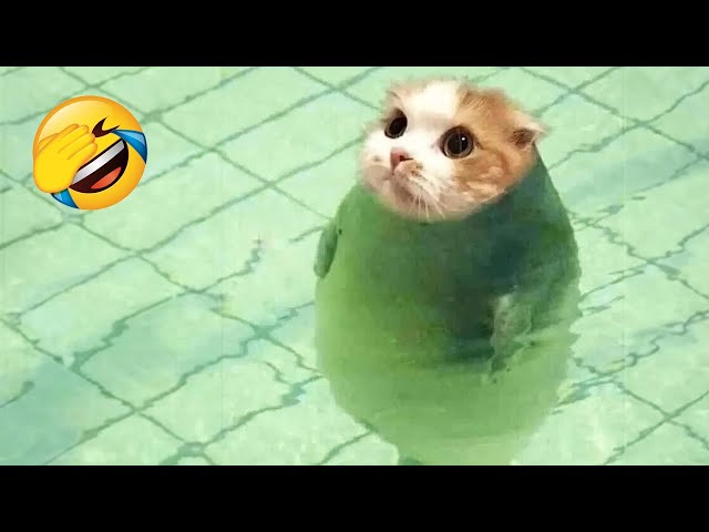 When the cat was startled by the fish 😹 Funniest Animals 🤣