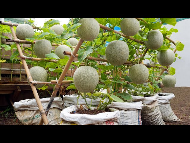 Do you like to eat cantaloupe? Grow this way, you won't have to buy melons at the market anymore