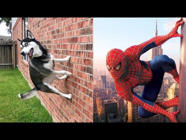 Try Not To Laugh or Grin While Watching Funny Animals Compilation#4