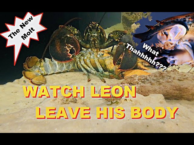 Watch Leon leave His Body - The 2nd Molt