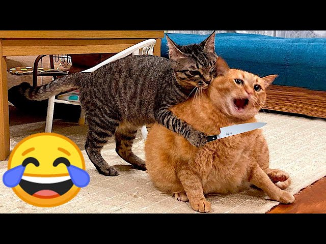 1 HOUR OF FUNNIEST CATS AND DOGS  VIDEOS 2023 |Crazy Pets