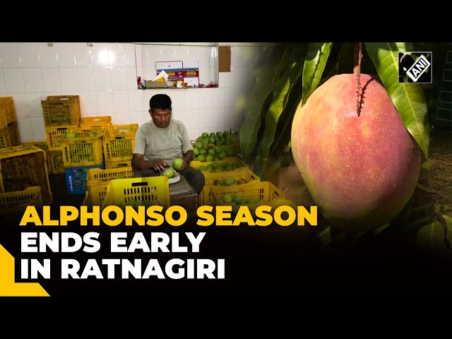 Alphonso mango season ends early in Maharashtra’s Ratnagiri