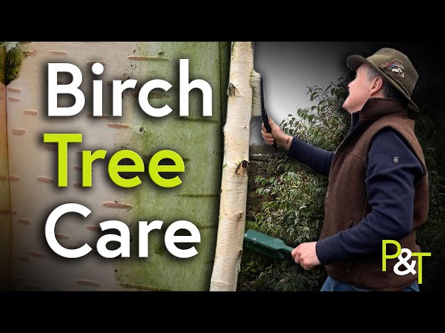 Birch Tree Care - Pots & Trowels