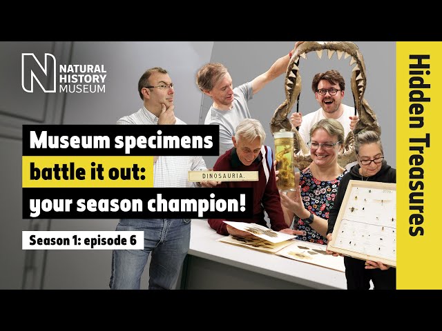 Museum specimens battle it out to reveal your season 1 champion! | Hidden Treasures | S1 EP6