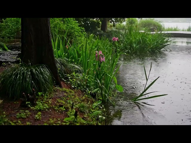 The beautiful little river is raining(165) , sleep, relax, meditate, study, work, ASMR