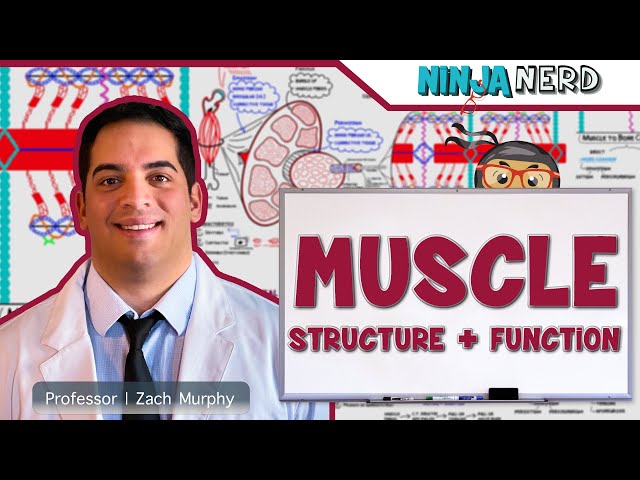Musculoskeletal System | Muscle Structure and Function