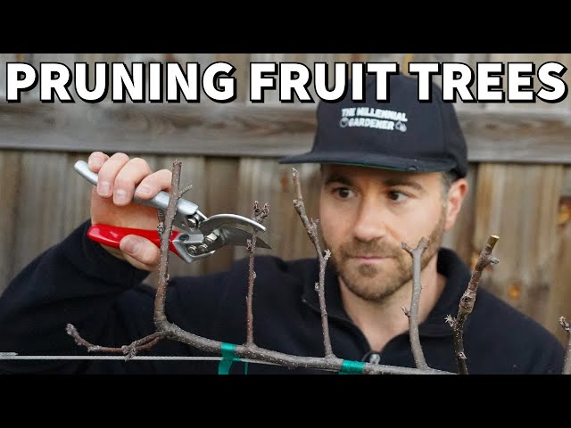 How To Prune Fruit Trees For SMALL Size And MAXIMUM Production!