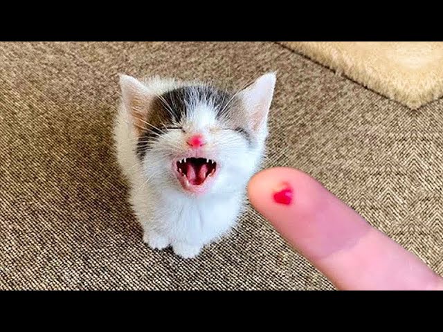 1 Hour of Funniest Cat Videos on the Planet #9 - Best Funny Animal Videos | Life Funny Pets
