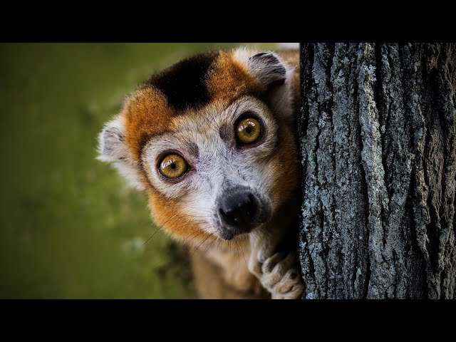 Madagaskar - geheimnisvolle Zeichen und Tierwelt